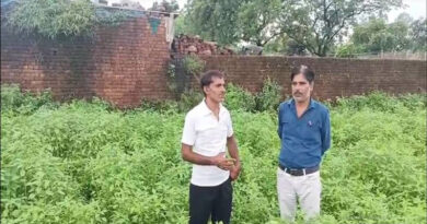 परंपरागत खेती से हटकर चिया सीड उगाया, 90 दिन में फसल तैयार; मजबूत सिंह को ₹25 हजार क्विंटल तक मिल रहा भाव  