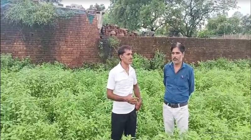 परंपरागत खेती से हटकर चिया सीड उगाया, 90 दिन में फसल तैयार; मजबूत सिंह को ₹25 हजार क्विंटल तक मिल रहा भाव
