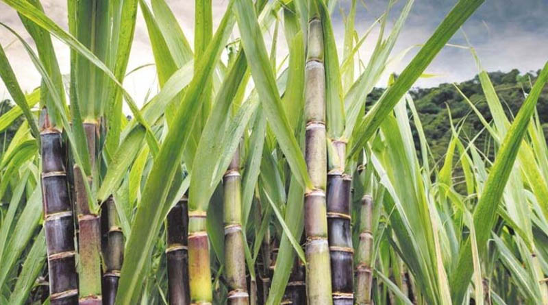 हरियाणा के गन्ना किसानों को मशीनीकरण पर सब्सिडी, 30 सितंबर तक करें आवेदन