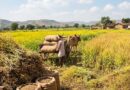 तिलहन उत्पादन बढ़ाने की तैयारी, उन्नत बीज और नई तकनीक किसानों तक पहुंचाने पर जोर
