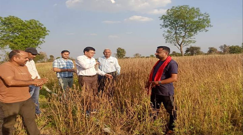 कटनी के किसान ने अपनाई चिया की खेती, बेहतर उत्पादन के साथ मिला अच्छा मुनाफा