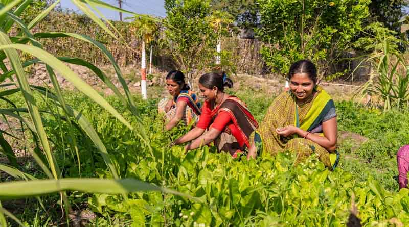 छत्तीसगढ़ः 35 महिला किसानों ने सब्जी की खेती से कमाए 6 लाख रुपये, बिहान योजना बनी सहारा