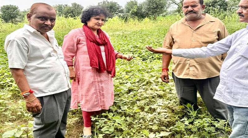 मूंग-उड़द की फसल में पीतशिरा और फली छेदक का प्रकोप, कृषि विभाग ने किसानों को बताया बचाव का तरीका
