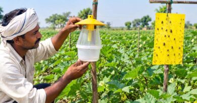 बिहार में किसानों को फेरोमोन ट्रैप और स्टिकी ट्रैप पर मिलेगी 75 प्रतिशत तक सब्सिडी