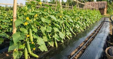 जशपुर के मुकेश ने ड्रिप-मल्चिंग से उगाया खीरा, 1 एकड़ से कमाए ₹2.25 लाख; अब 4 एकड़ में टमाटर की तैयारी