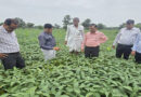 उज्जैन में सोयाबीन की फसल पहुंची फली और दाना भरने की अवस्था में, खेतों में नहीं मिला कीट-रोग का खास प्रकोप