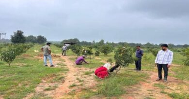 अनूपपुर : 5625 हाइब्रिड आमों का बगीचा कह रहा भविष्य के समृध्दि की कहानी