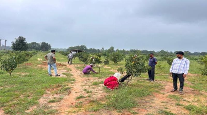 अनूपपुर : 5625 हाइब्रिड आमों का बगीचा कह रहा भविष्य के समृध्दि की कहानी