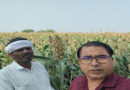 दमोह: सोनी ने की ज्वार की उन्नत खेती