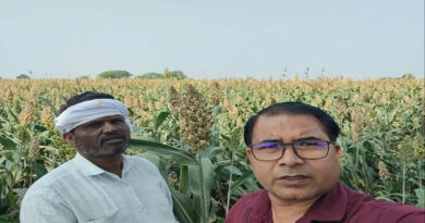 दमोह: सोनी ने की ज्वार की उन्नत खेती