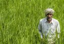 गेहूं का नया MSP ₹2,610: 10 क्विंटल बेचने पर ₹250 ज्यादा, जानिए पूरा हिसाब