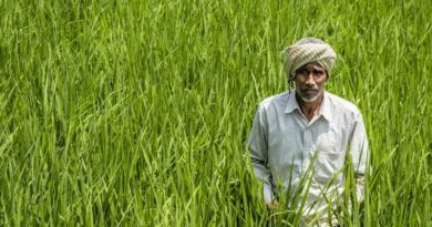 गेहूं का नया MSP ₹2,610: 10 क्विंटल बेचने पर ₹250 ज्यादा, जानिए पूरा हिसाब