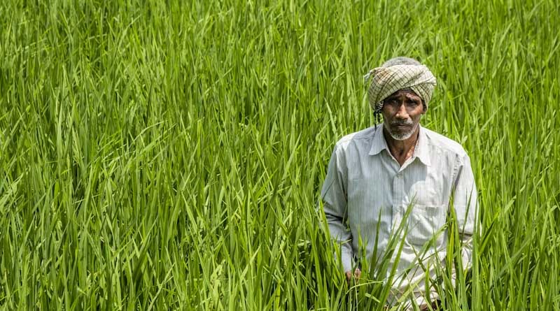 गेहूं का नया MSP ₹2,610: 10 क्विंटल बेचने पर ₹250 ज्यादा, जानिए पूरा हिसाब