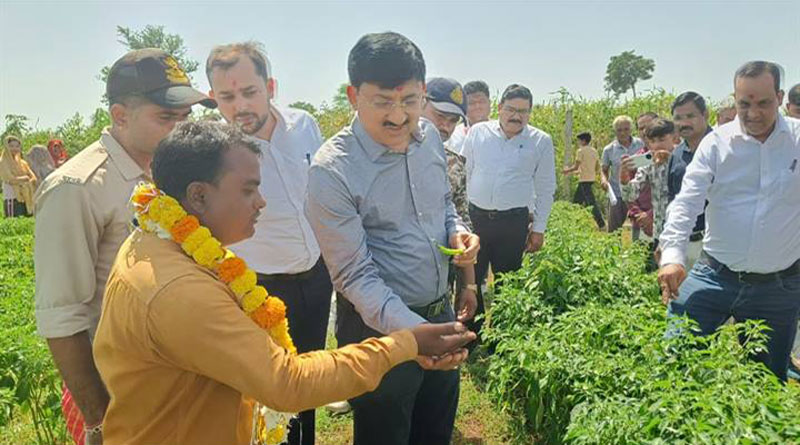 गुना कलेक्टर ने देखा ड्रिप-मल्चिंग से मिर्च की खेती का मॉडल