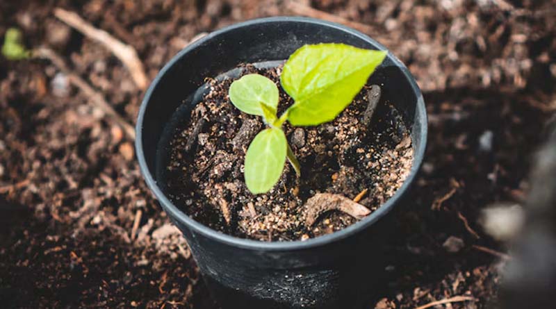 70 वर्षीय गुजराती किसान की 13 साल की प्राकृतिक खेती, हल्दी से सालाना अच्छी आमदनी
