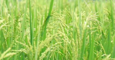 रीवा: धान, रागी और दलहन में पत्ती लपेटक कीट का प्रकोप, वैज्ञानिकों ने बताए बचाव के उपाय