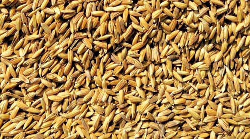 बिहार में धान खरीद का लक्ष्य 50 लाख मीट्रिक टन करने की मांग