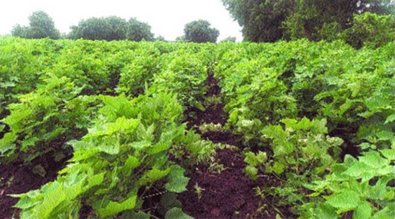 मियावाकी पद्धति से संवरती बड़वानी की धरा