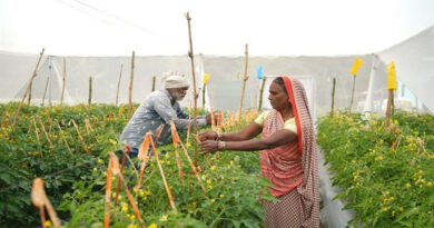रायसेन: 3 एकड़ जमीन पर बदला खेती का तरीका, अब सालाना 5 लाख रुपए तक कमा रहीं जानकी बाई