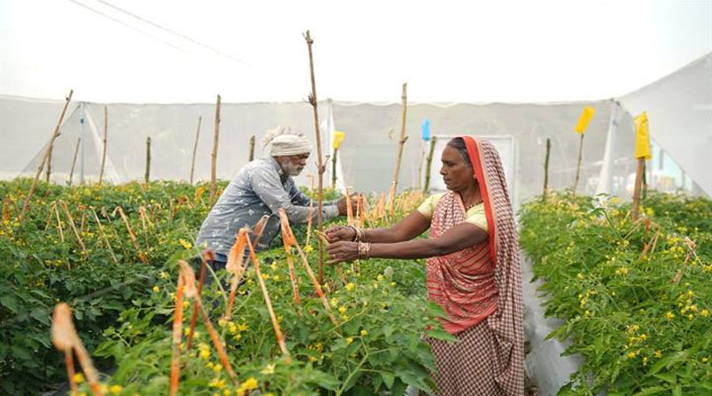 रायसेन: 3 एकड़ जमीन पर बदला खेती का तरीका, अब सालाना 5 लाख रुपए तक कमा रहीं जानकी बाई