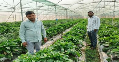 सीधी : डॉ विपिन ने उद्यानिकी फसलों की उन्नत खेती को बनाया आय का स्रोत