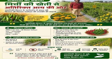 उज्जैन: मिर्च के साथ गेंदे की अंतरवर्तीय खेती से हो रही अतिरिक्त आय