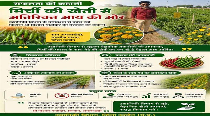 उज्जैन: मिर्च के साथ गेंदे की अंतरवर्तीय खेती से हो रही अतिरिक्त आय