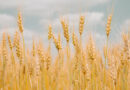 गेहूं की नई किस्म Pusa Wheat 3471 हुई तैयार, जानें किस इलाके के किसानों के लिए है खास  