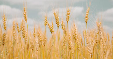 गेहूं की नई किस्म Pusa Wheat 3471 हुई तैयार, जानें किस इलाके के किसानों के लिए है खास  