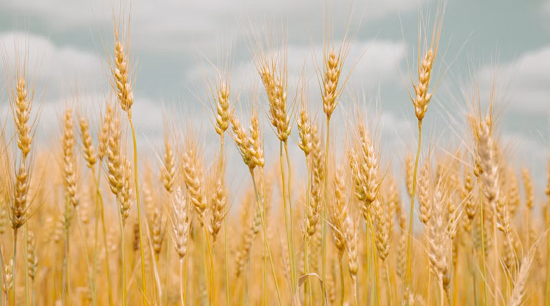 गेहूं की नई किस्म Pusa Wheat 3471 हुई तैयार, जानें किस इलाके के किसानों के लिए है खास