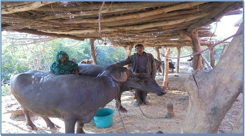 पशुओं के गोबर से बनाई वर्मी कम्पोस्ट, रासायनिक खाद-दवा का खर्च घटा; एक एकड़ में ₹10 हजार तक हो रही बचत