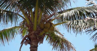 नारियल के किसान सावधान: गैंडा भृंग और लाल ताड़ घुन से ऐसे बचाएं पेड़