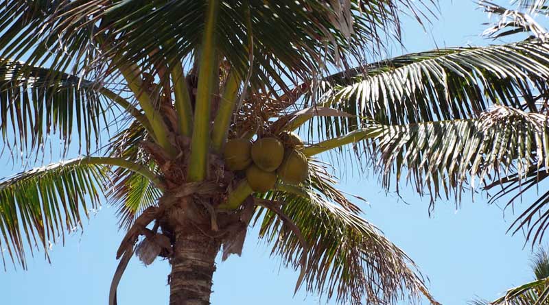 नारियल के किसान सावधान: गैंडा भृंग और लाल ताड़ घुन से ऐसे बचाएं पेड़