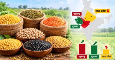 देश में दलहन उत्पादन में बड़ा बदलाव, मध्य प्रदेश की हिस्सेदारी घटी; महाराष्ट्र और गुजरात आगे बढ़े