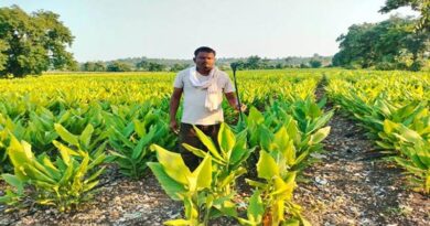 बुरहानपुर: ड्रिप सिंचाई से किसान ने 3 महीने में 500 क्विंटल तरबूज उगाकर कमाए ₹5 लाख