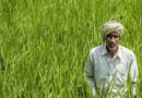 Farmer ID: लक्ष्य से 5 महीने पहले बने 11 करोड़ फार्मर आईडी, किसानों को बैंक लोन और सरकारी योजनाओं में होगी आसानी  