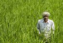 e-Samyukti और e-Samriddhi: डिजिटल मंच से किसानों के खाते में सीधे पहुंच रहा MSP का पैसा