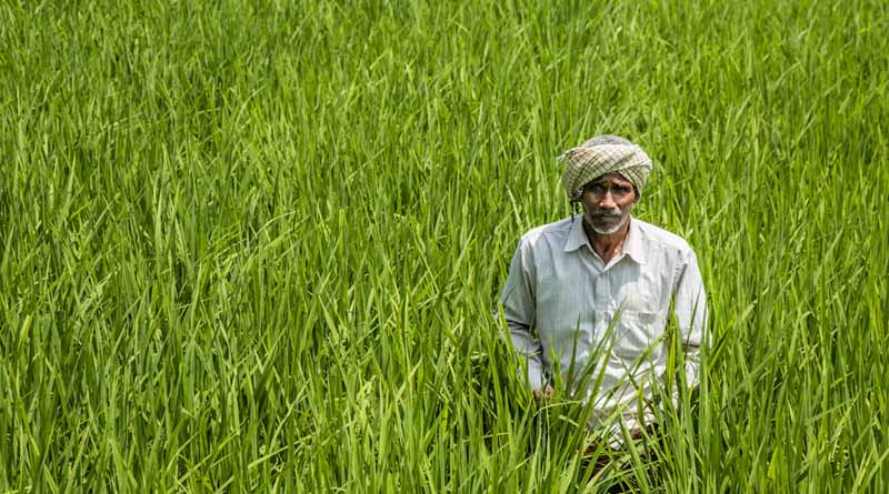 e-Samyukti और e-Samriddhi: डिजिटल मंच से किसानों के खाते में सीधे पहुंच रहा MSP का पैसा