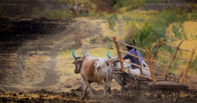 उन्नत तकनीक और मार्गदर्शन से बदली किसान प्रेमलाल की तकदीर, अब एक बीघा से कमा रहे ₹1 लाख  