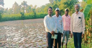 बालाघाट: जलभराव वाले खेत में उगा रहे सिंघाड़ा, युवा किसान युवराज पारधी ने खोजा खेती का नया विकल्प  