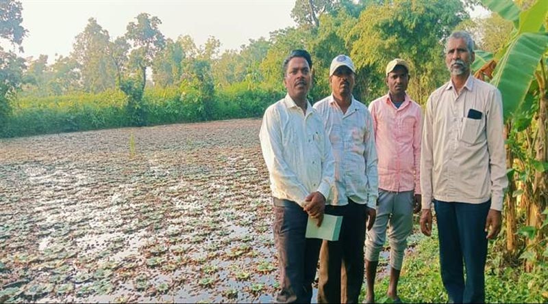 बालाघाट: जलभराव वाले खेत में उगा रहे सिंघाड़ा, युवा किसान युवराज पारधी ने खोजा खेती का नया विकल्प