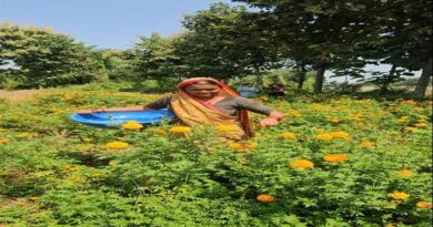 गेंदे की खेती से आत्मनिर्भर बनीं दतिया की महिला किसान, हर महीने कमा रहीं ₹15 हजार