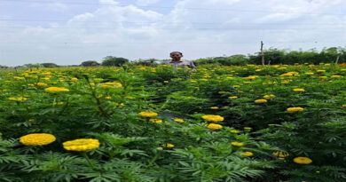 मध्यप्रदेश: गुलाब के बाद अब गेंदा और धनिया उत्पादन से नई पहचान बनाएगा गुना, 2,085 एकड़ में विकसित होंगे 4 क्लस्टर
