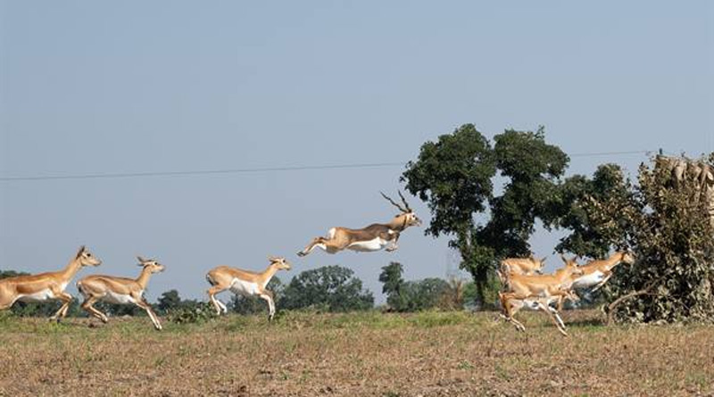 मध्य प्रदेश: किसानों को फसल नुकसान से मिलेगी राहत, शाजापुर में कृष्णमृगों के स्थानांतरण का दूसरा चरण शुरू