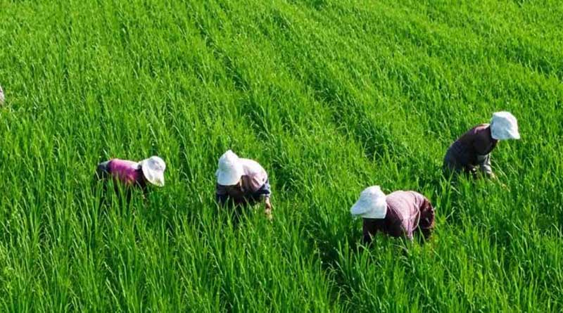 मध्यप्रदेश: फसलों की सुरक्षा के लिए मालवा में कृष्णमृग स्थानांतरण अभियान तेज, दो दिन में 280 वन्यजीव का रेस्क्यू