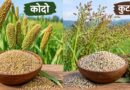 मंडला: कोदो-कुटकी उपार्जन के लिए किसान पंजीयन 6 अक्टूबर से प्रारंभ