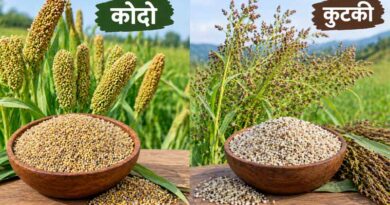 मंडला: कोदो-कुटकी उपार्जन के लिए किसान पंजीयन 6 अक्टूबर से प्रारंभ