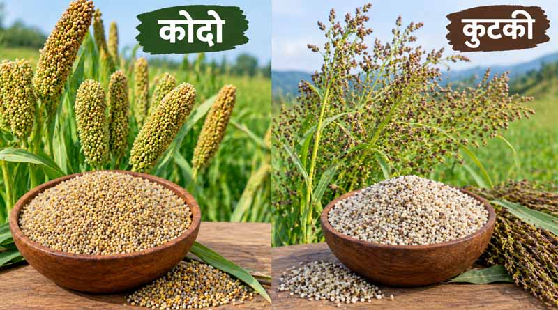मंडला: कोदो-कुटकी उपार्जन के लिए किसान पंजीयन 6 अक्टूबर से प्रारंभ