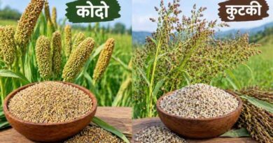 अनूपपुर: सोयाबीन भावांतर योजना और कोदो-कुटकी पंजीयन के लिए केंद्र निर्धारित, जानें अंतिम तारीख