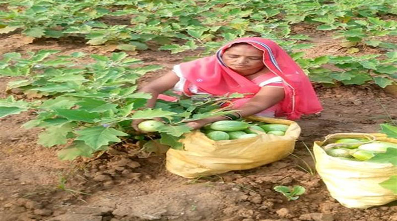 जबलपुर: महिला किसान शीला कुशवाह जैविक सब्जियों से कमा रही हर महीने 20 हजार रुपये